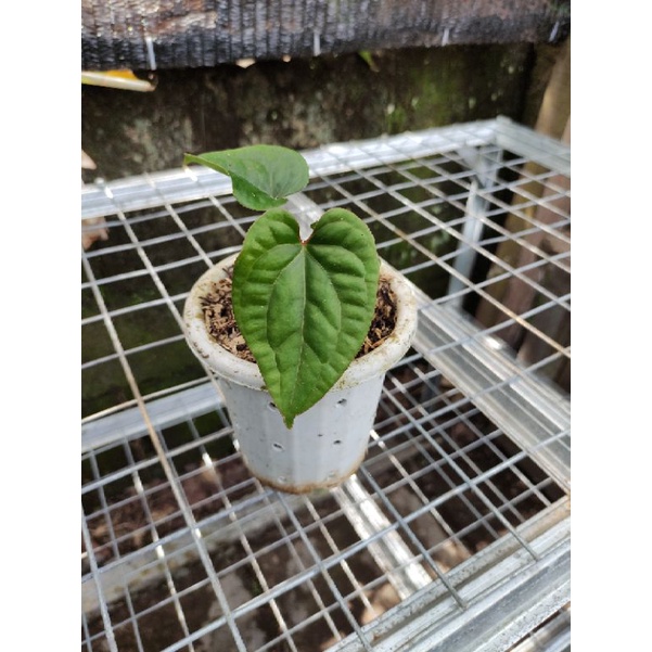 Anthurium Luxurian Indo Real Pict