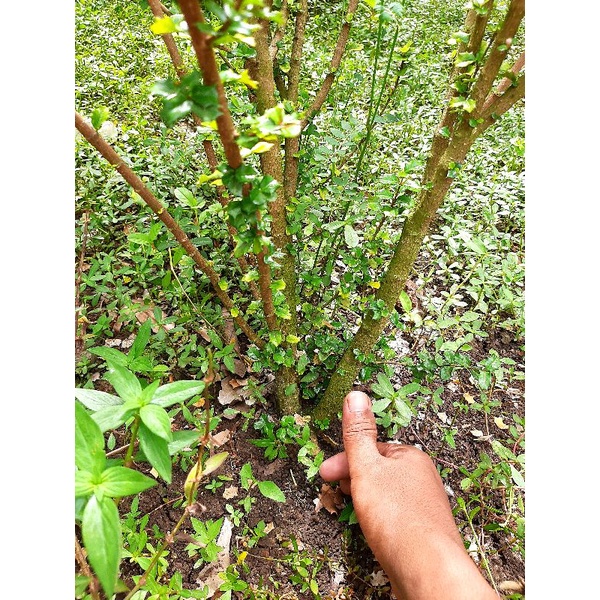 bahan bonsai mirten duri bonggol / mirten duri