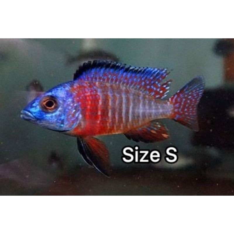 Jual cichlid aulonocara german red flush | Shopee Indonesia