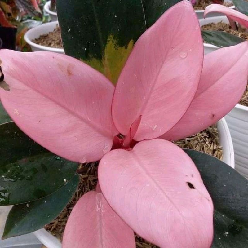 Tanaman hias pilo Congo black pink