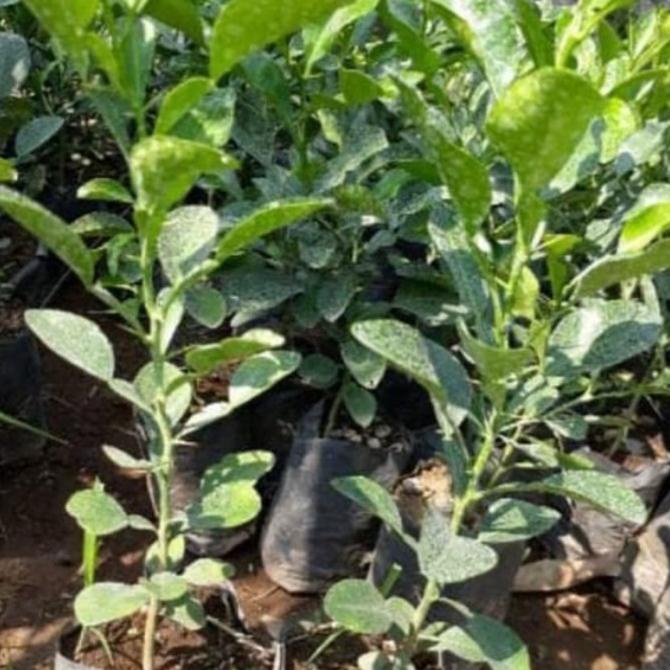 joss Tanaman Hias Jeruk Purut / Bibit Jeruk Purut / Benih / Jeruk Purut viral