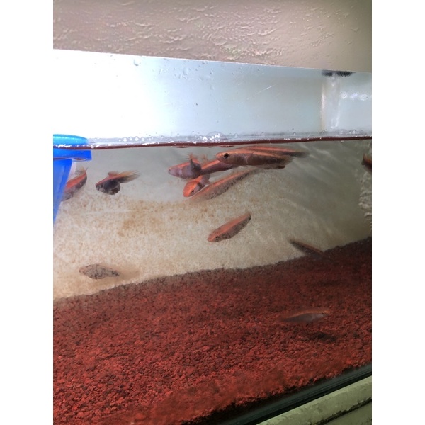 Maru red barito 9-10cm bar blok