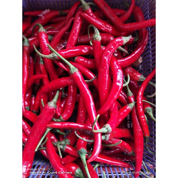 Cabe merah gede 250g