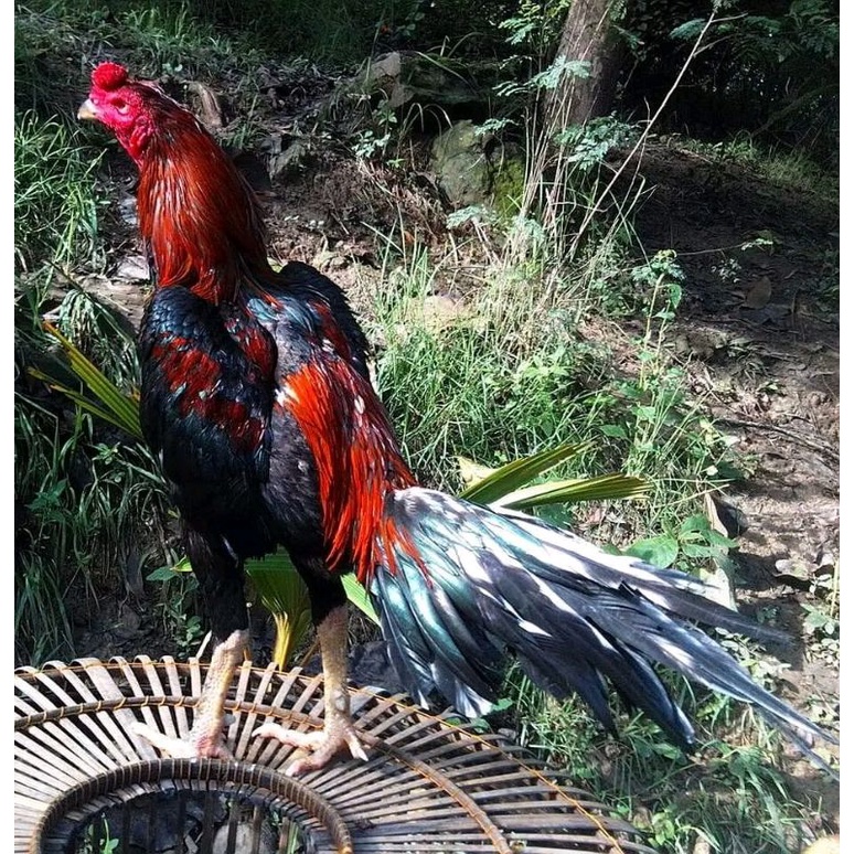 

telur ayam pakhoy brakot