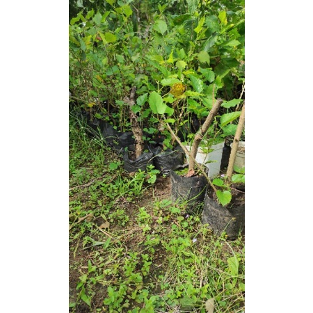 PROMO Stek Batang Murbei Jumbo Alba Cutting Murbei / Murbei Super Genjah