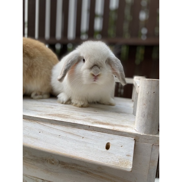 Kelinci Holland Lop Junior Jantan Frosty White Bello