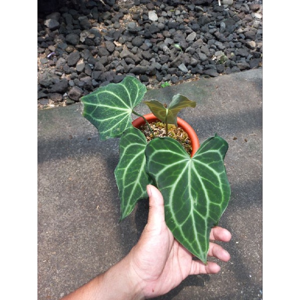 anthurium Kuping gajah king Clarynervium king tarantula sulanjana