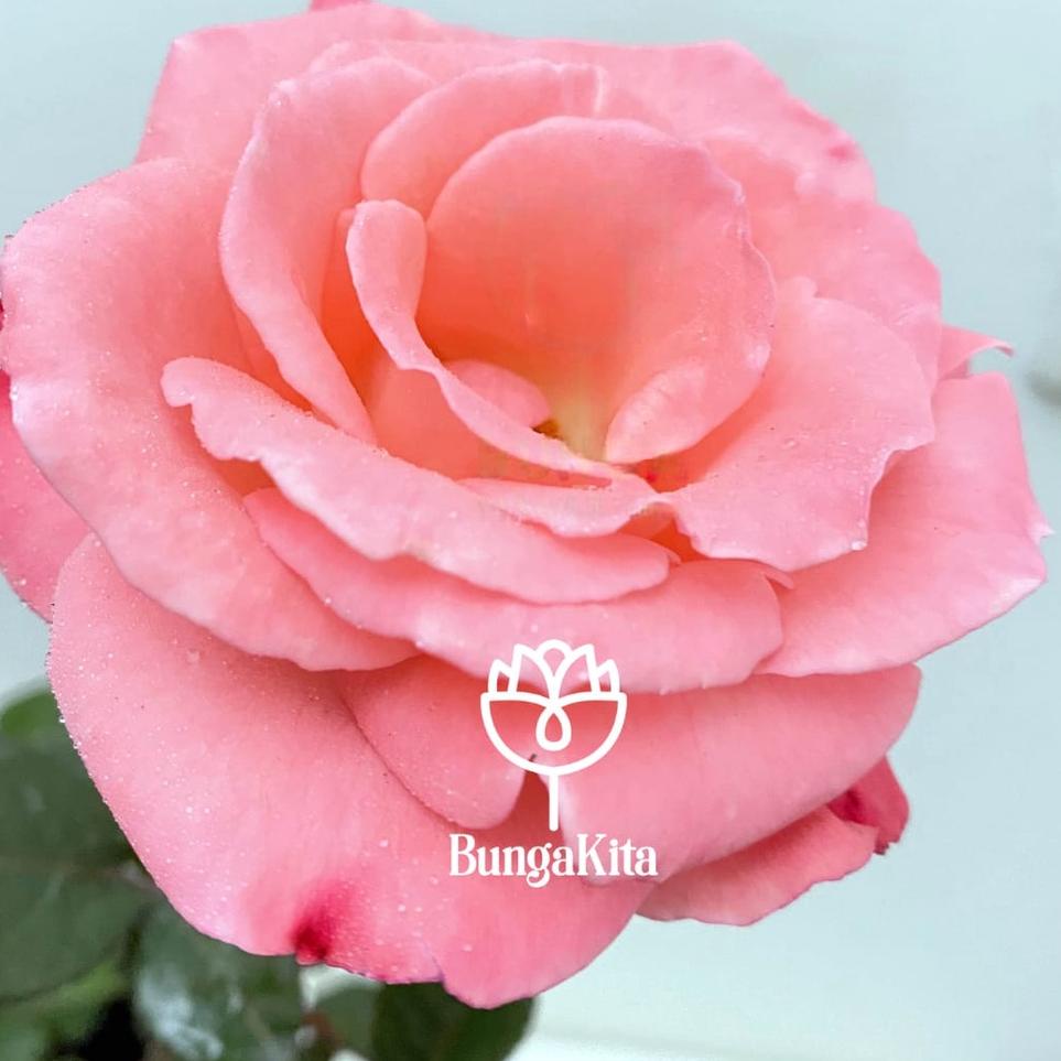 Potongan spesial--Bibit Mawar Tetanik