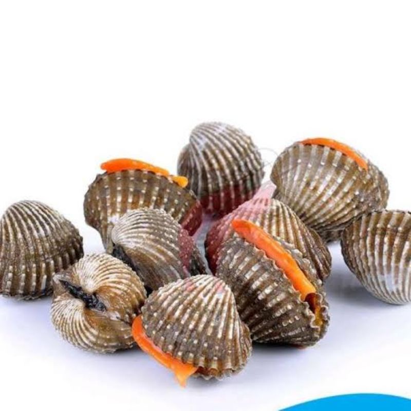 

Kerang dara fresh