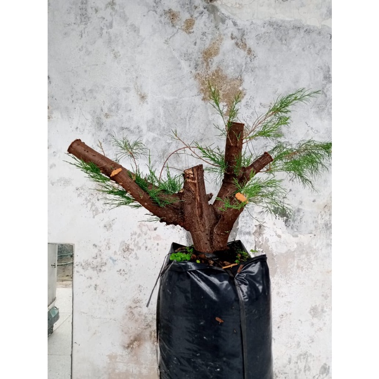 Tanaman Hias Cemara Udang Bahan Bonsai Murah Gaya Clam