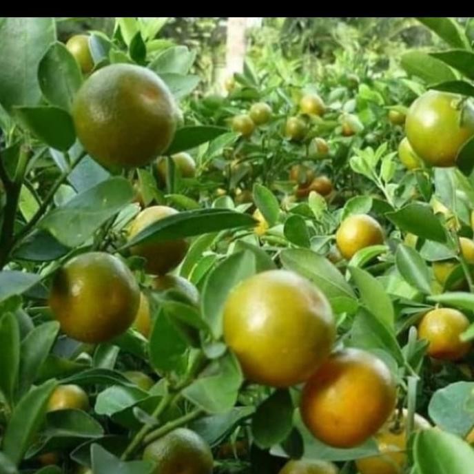 joss pohon buah jeruk songkit/jeruk kunci bibit pohon buah jeruk UNGGULAN