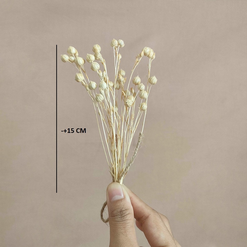 Dried Flower Lino Bunga Kering Asli Dekorasi Hias Buket Pajangan