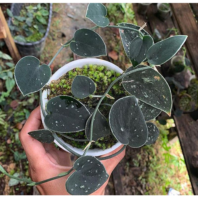 scindapsus exsotica rimbun