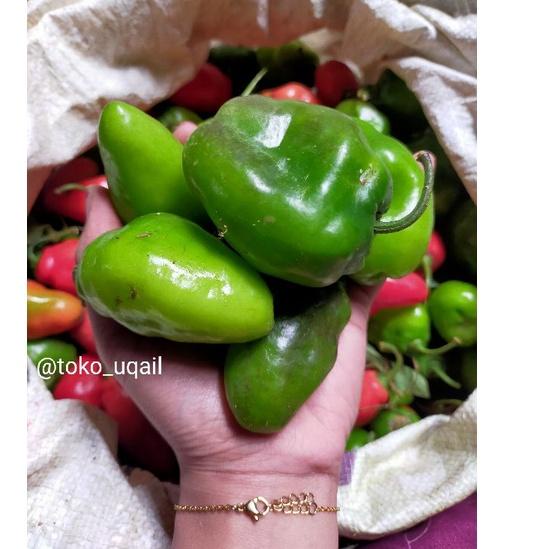 

[✅Promo ⚡pesial❤]cabai gendot asli dieng ( PROMO HARGA TERMURAH) berat ½kg