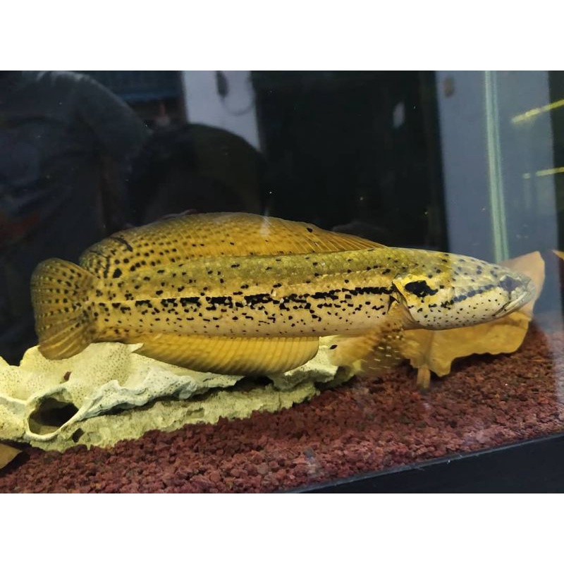 Bankanensis Size 3Cm Sampai 5Cm(Garansi 100%)Spek Kontes,Hiasan Aquarium,Bangkanensis Yellow,Full Ok