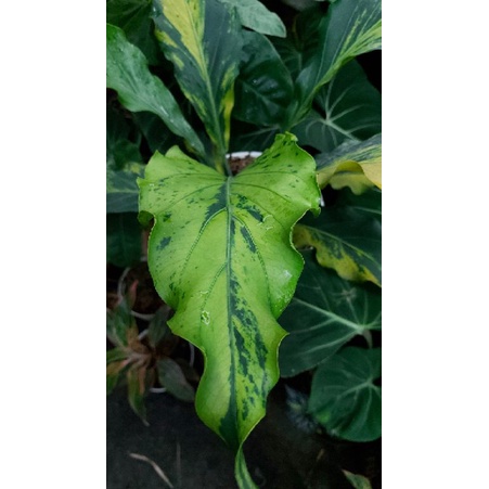 Anthurium Gelombang Cinta Variegata