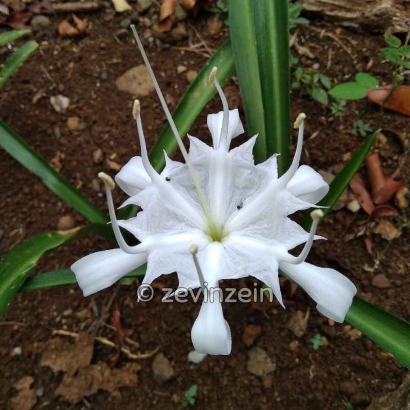 

Umbi Bunga Spider Lily Putih