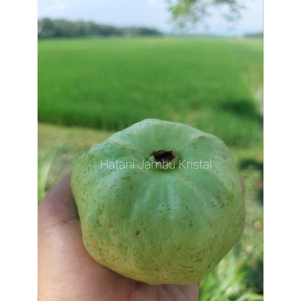 

Jambu kristal mirit kebumen grosir grade a 1kg