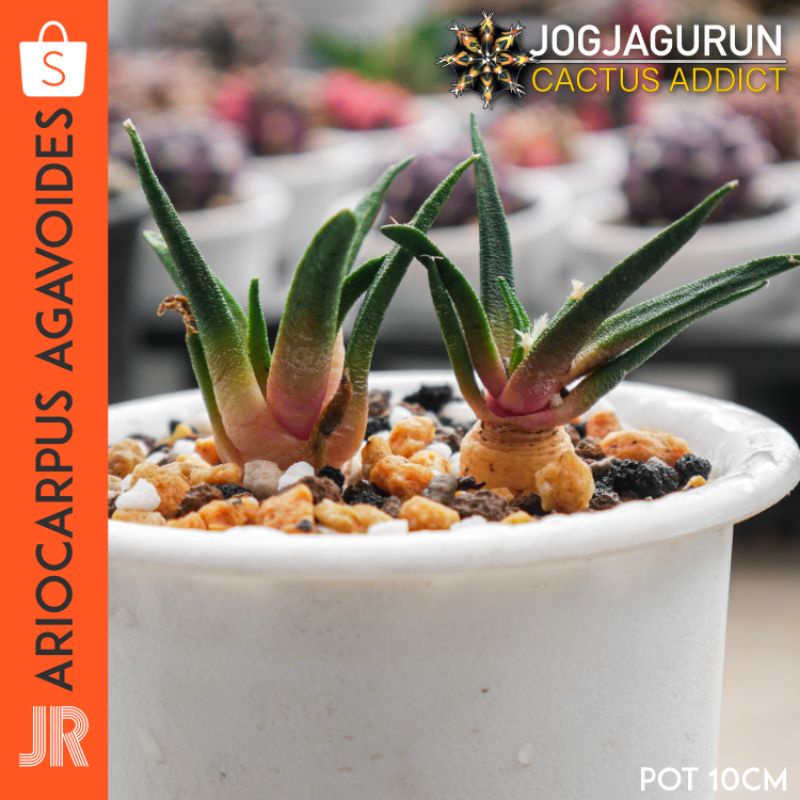 Kaktus Ariocarpus Agavoides