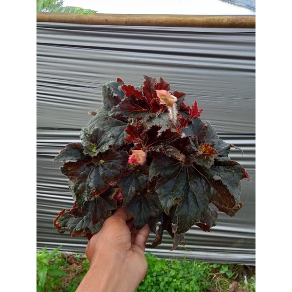 Begonia keong hitam