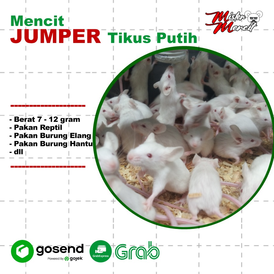 Tikus Putih Mencit Jumper