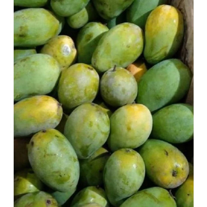 

MANGGA HARUM MANIS 1 KG