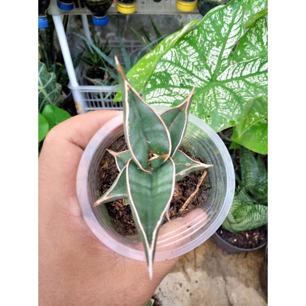 Sansevieria Pingui Black | Sansivera pingui