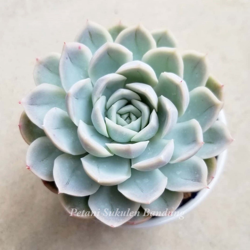 Echeveria ARTIC ICE Sukulen Kaktus elegans elegan articice lilacina pohon tanaman hias asli bukan artificial plastik dapat dikirim pot