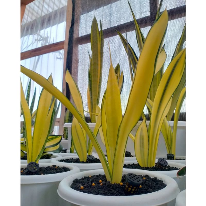 Sansevieria golden banner Mutasi