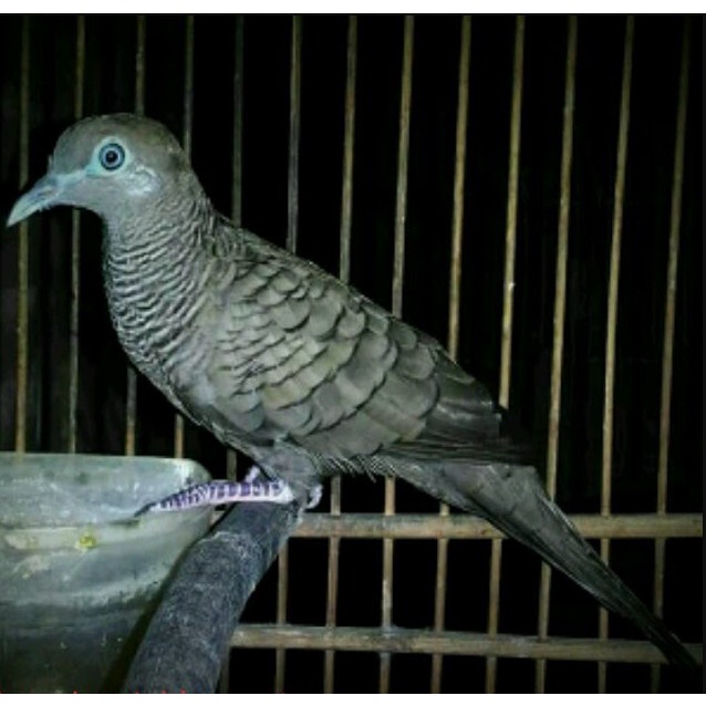 Burung Perkutut Cemani