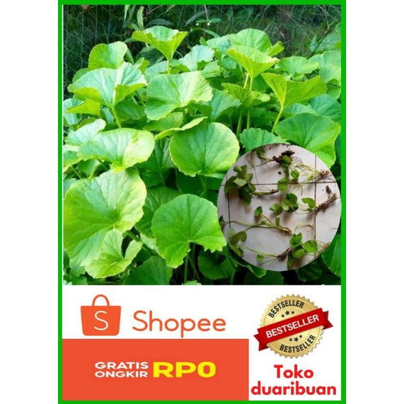 Tanaman Herbal Daun Pegagan 5 Batang / Bibit Tanaman Daun Pegagan / Antanan Tanaman Obat Herbal