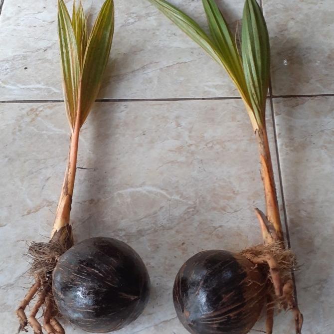 bonsai kelapa bibit gading orange