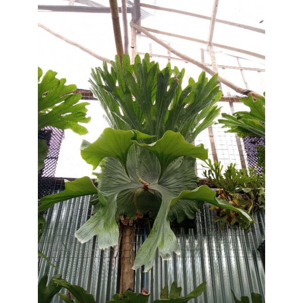 baby platycerium wande spora
