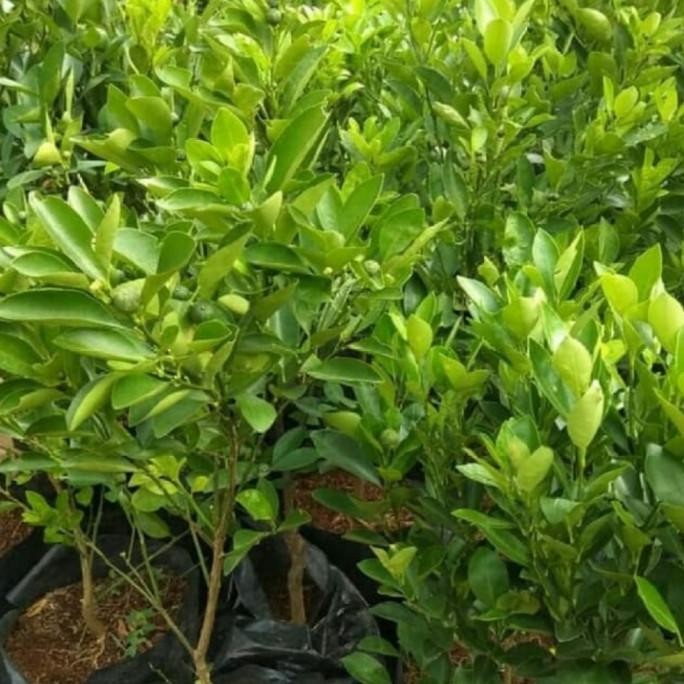 joss Tanaman Jeruk Sambel / Bibit Jeruk Limau / Jeruk Limau / Tanaman UNGGULAN