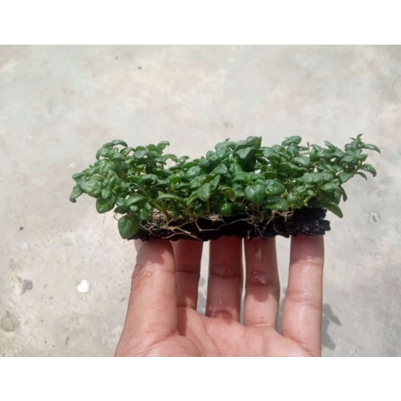 angguran media lempeng tanaman aquascape