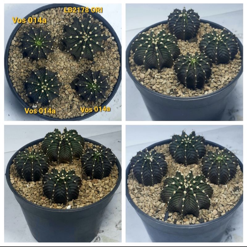 Kaktus LB2178 ORI (1pcs ) & Vos 014a (3pcs)/PROMO