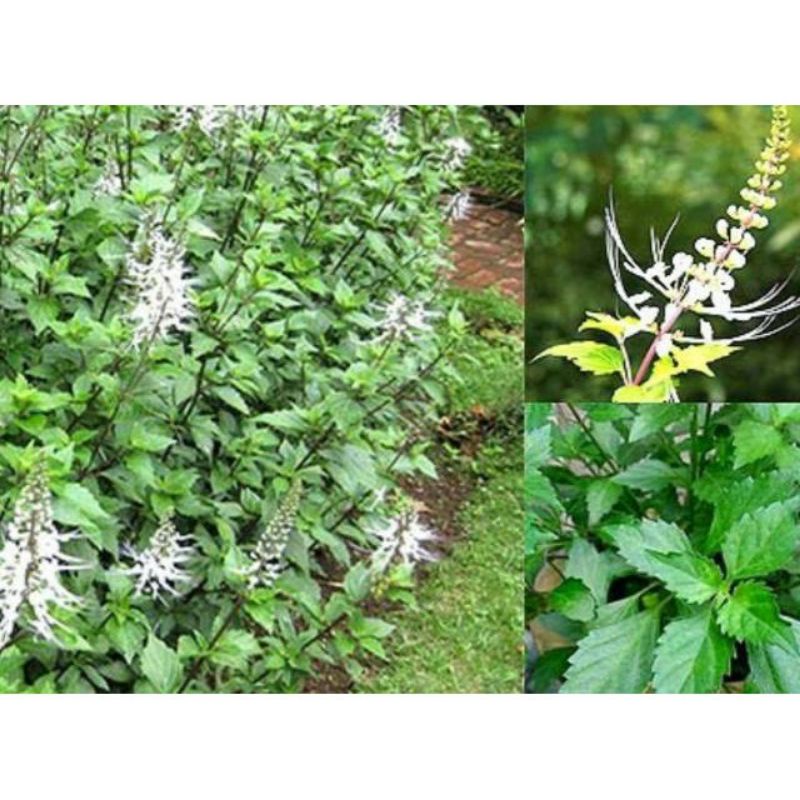 tanaman kumis kucing/bibit tanaman kumis kucing