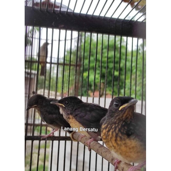 burung murai batu medan gembling+