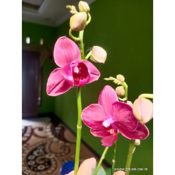 anggrek bulan mini knop mekar