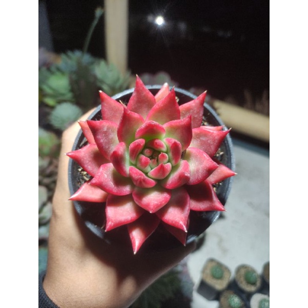 echeveria agavoides frank rainelt