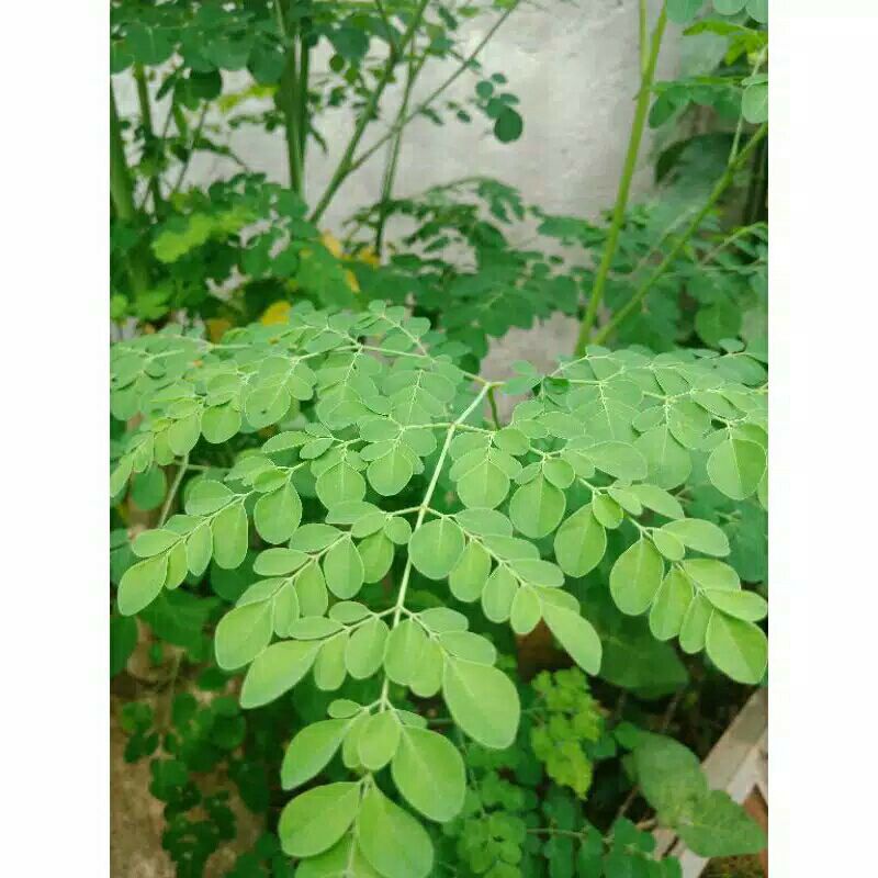

daun kelor segar 100 gram