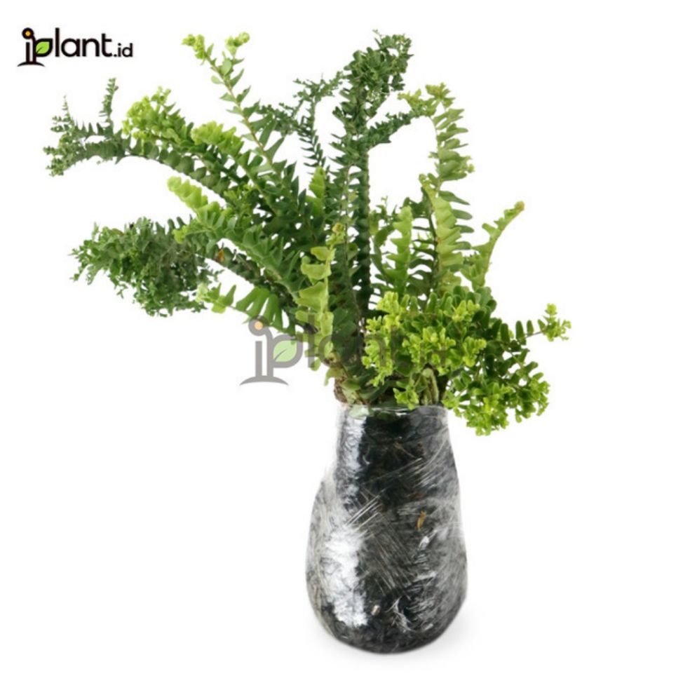 Tanaman hias pakis jambul / tanaman hias pakis / tanaman pot gantung pakis