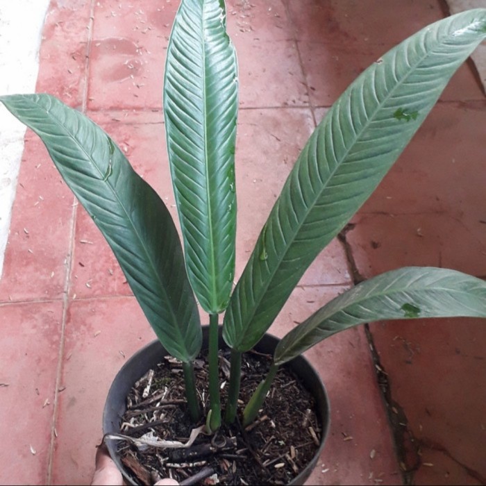 Philodendron Lynette / Philo Lynette - Tanaman Hias Philodendron