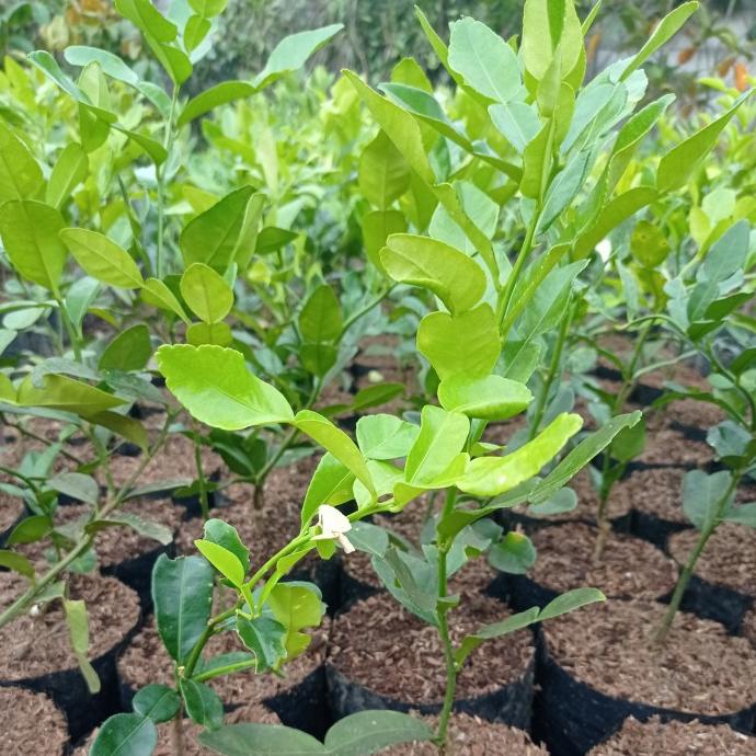 joss Tanaman jeruk purut, bibit tanaman jeruk purut, jeruk purut viral