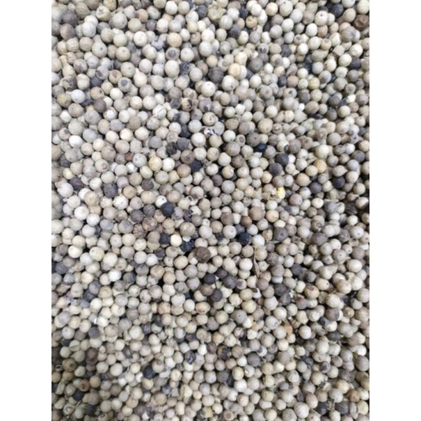 

LADA PUTIH BAHAN ORIGINAL