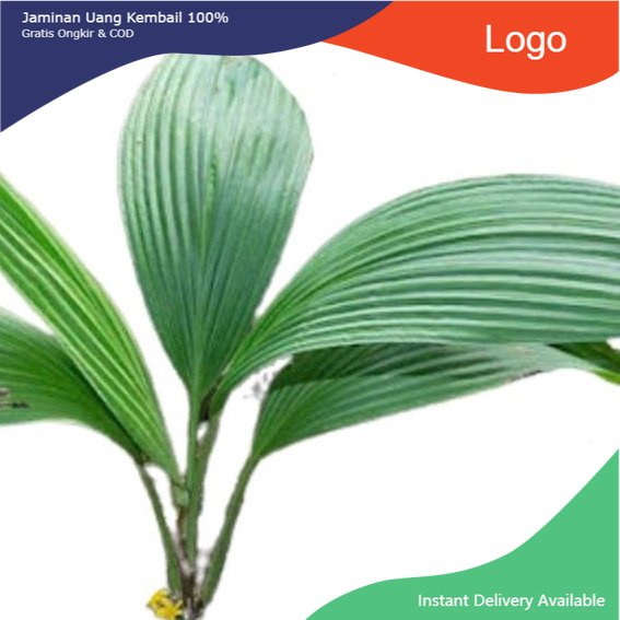 

Promo Bahan bungkus bacang/bakcang daun curculigo/congkok segar