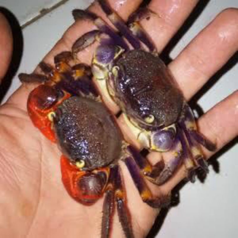 kepting neosarmatium red&blu