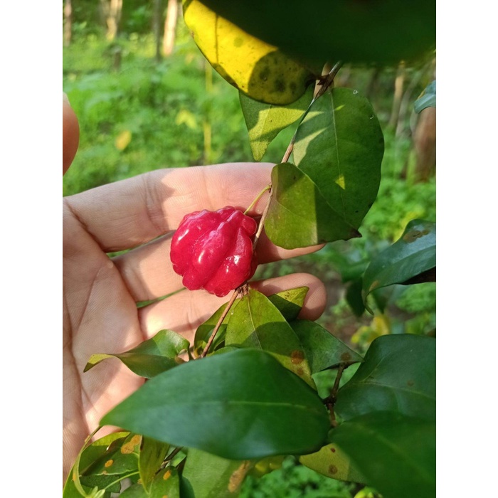 bibit pohon dewandaru rimbun besar 80 cm