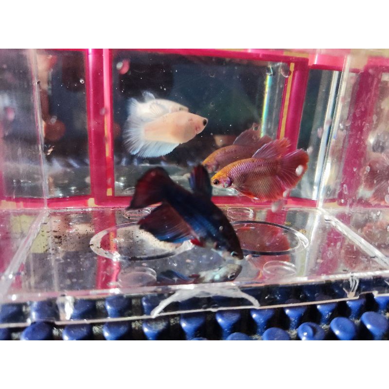

ikan cupang