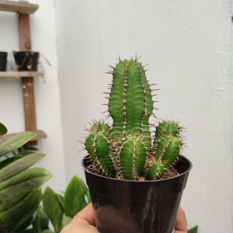 Euphorbia Fruticosa Cluster | DP 10cm